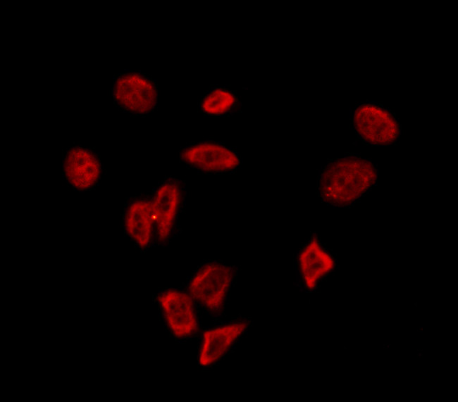 eIF4A3 Antibody in Immunocytochemistry (ICC/IF)