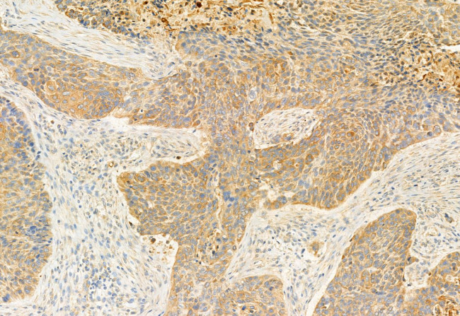 eIF4A3 Antibody in Immunohistochemistry (Paraffin) (IHC (P))