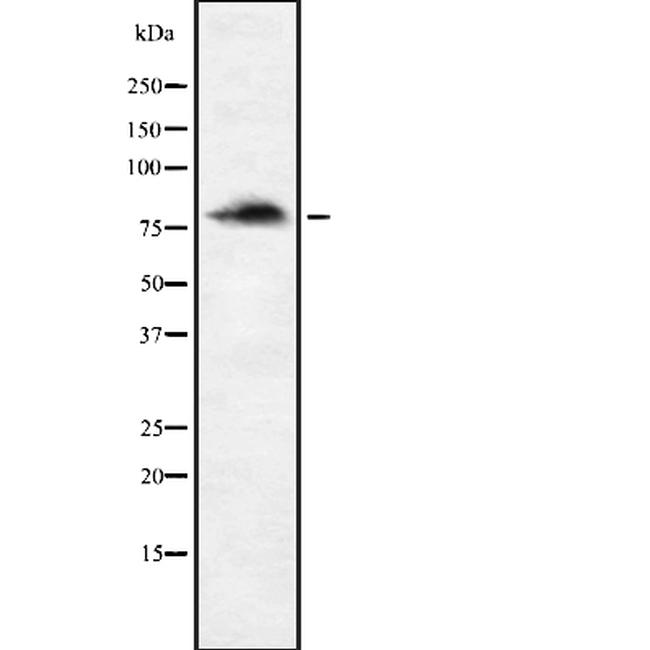 ENAH Antibody in Western Blot (WB)