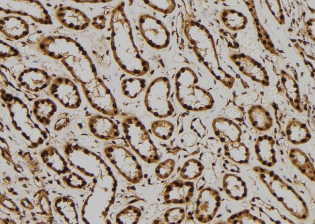 ERK2 Antibody in Immunohistochemistry (Paraffin) (IHC (P))