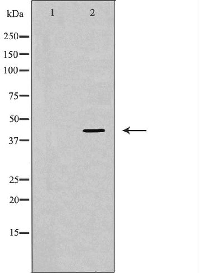 ERK2 Antibody in Western Blot (WB)