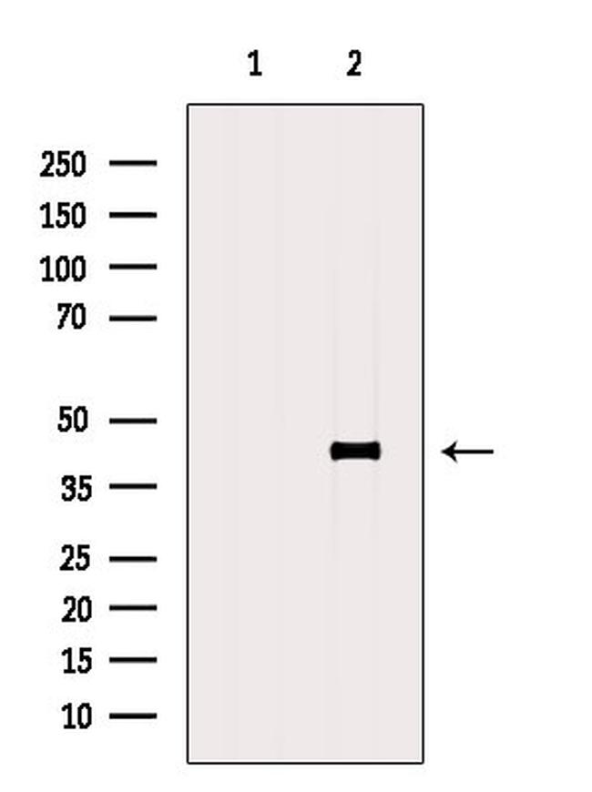 ERLIN1 Antibody in Western Blot (WB)