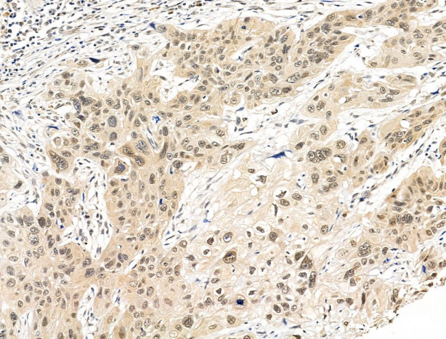 ESD Antibody in Immunohistochemistry (Paraffin) (IHC (P))