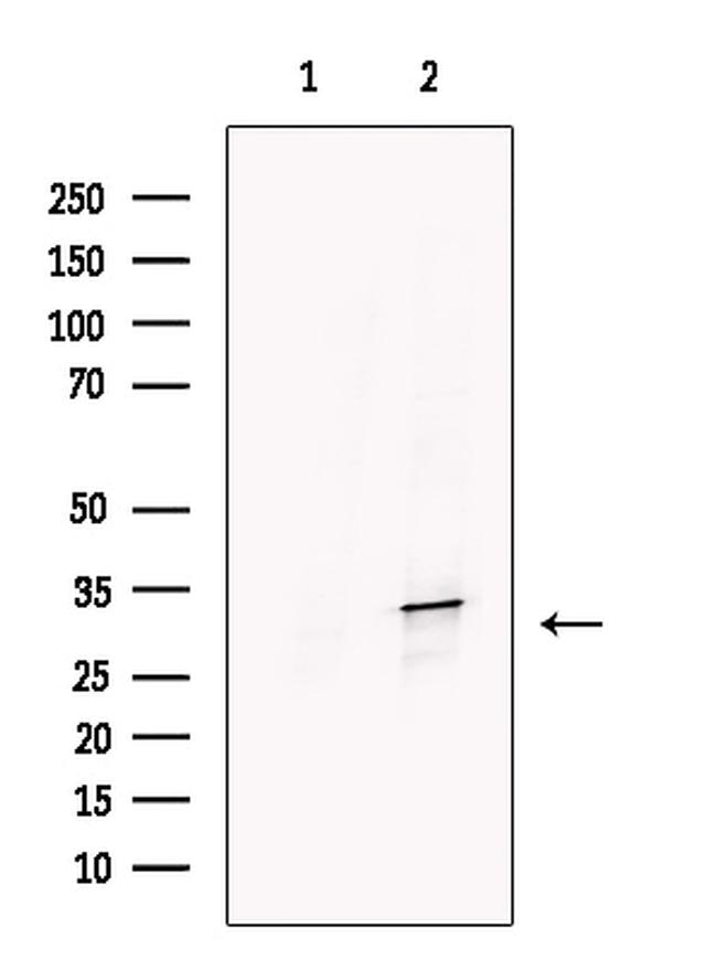 ESD Antibody in Western Blot (WB)