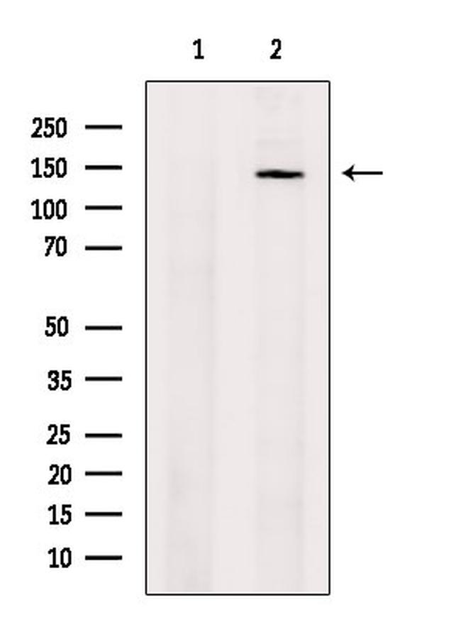 XPO5 Antibody in Western Blot (WB)