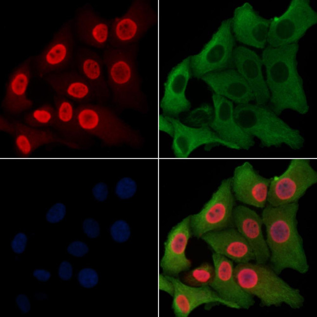 EZH1 Antibody in Immunocytochemistry (ICC/IF)