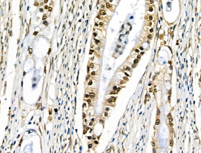 EZH1 Antibody in Immunohistochemistry (Paraffin) (IHC (P))