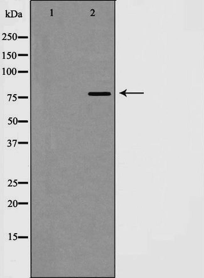 EZH1 Antibody in Western Blot (WB)