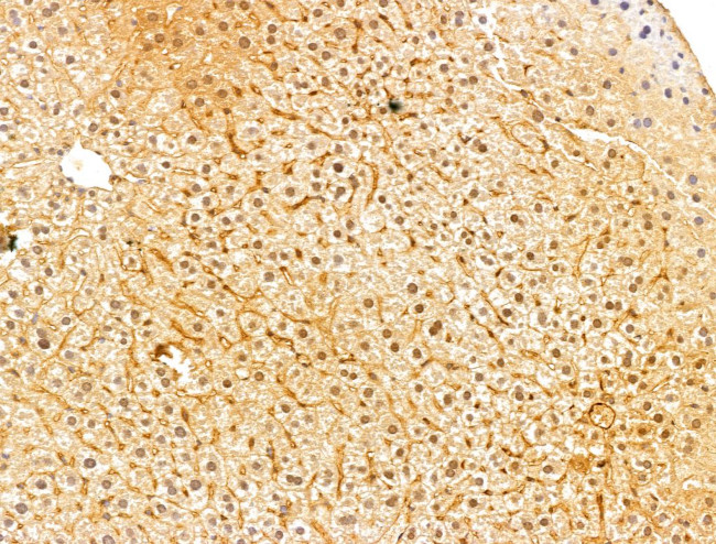 FARSB Antibody in Immunohistochemistry (Paraffin) (IHC (P))