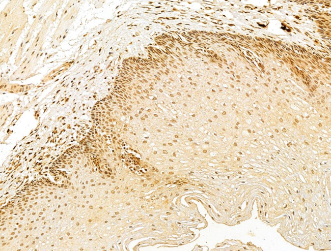 FARSB Antibody in Immunohistochemistry (Paraffin) (IHC (P))