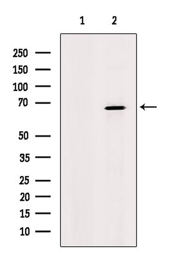 FARSB Antibody in Western Blot (WB)