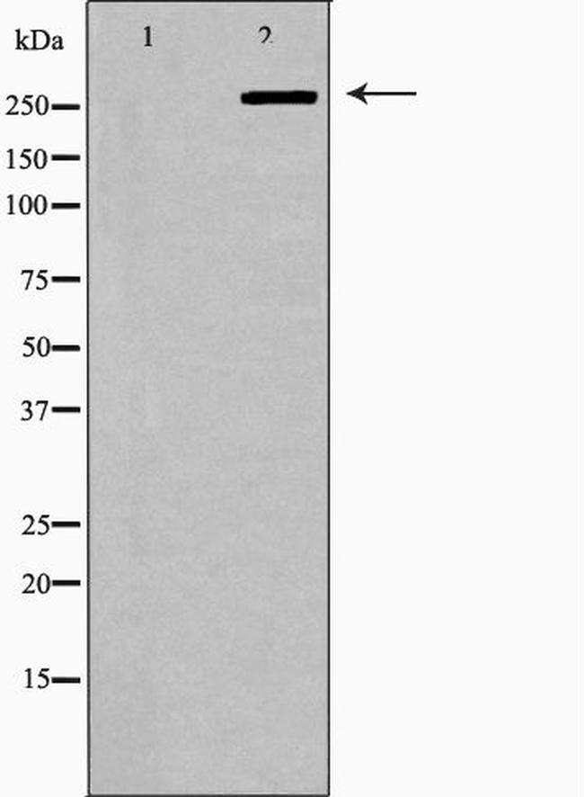 FASN Antibody in Western Blot (WB)