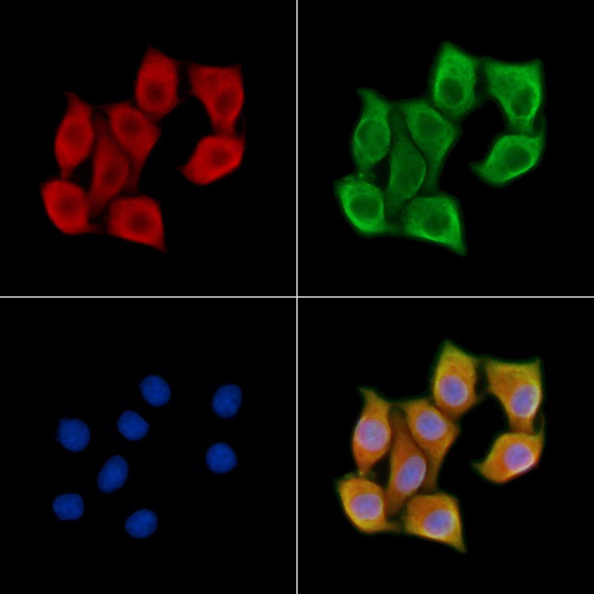 Myosin Heavy Chain Antibody in Immunocytochemistry (ICC/IF)