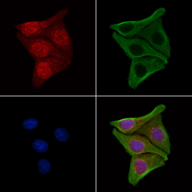 FBXO7 Antibody in Immunocytochemistry (ICC/IF)