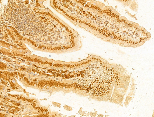 FBXO7 Antibody in Immunohistochemistry (Paraffin) (IHC (P))