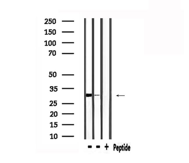 FGF2 Antibody in Western Blot (WB)