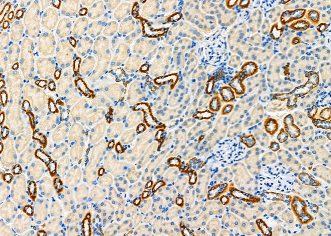 FGF21 Antibody in Immunohistochemistry (Paraffin) (IHC (P))