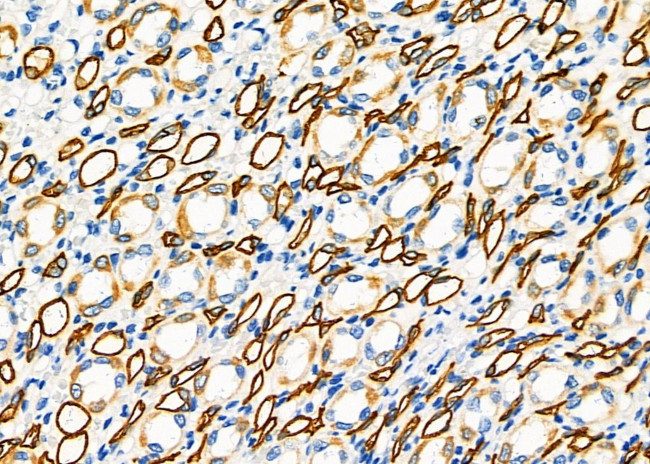 FGF21 Antibody in Immunohistochemistry (Paraffin) (IHC (P))