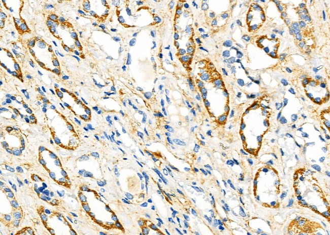 FGF4 Antibody in Immunohistochemistry (Paraffin) (IHC (P))