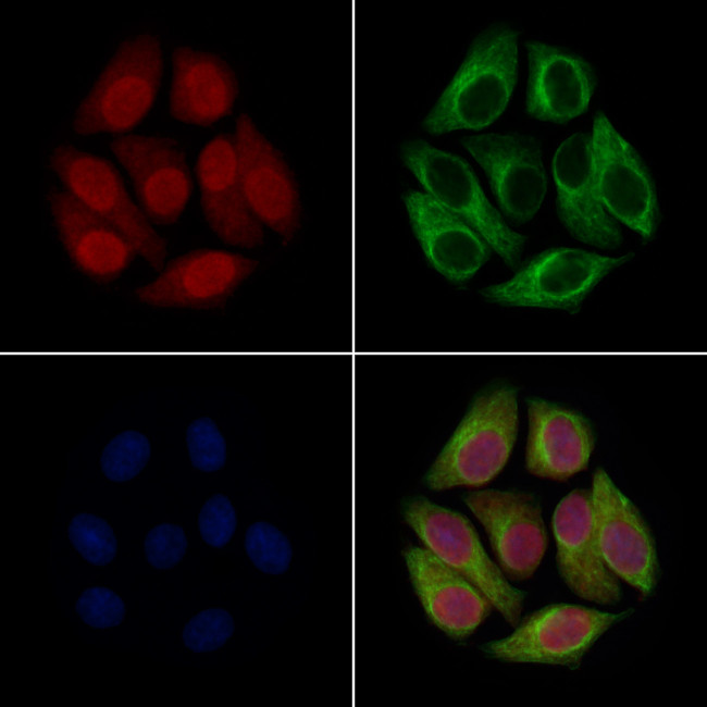 FHL1 Antibody in Immunocytochemistry (ICC/IF)