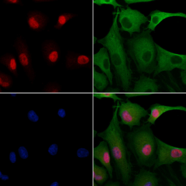 FKBP3 Antibody in Immunocytochemistry (ICC/IF)