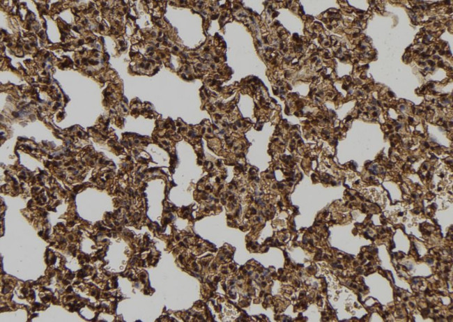 FMRP Antibody in Immunohistochemistry (Paraffin) (IHC (P))