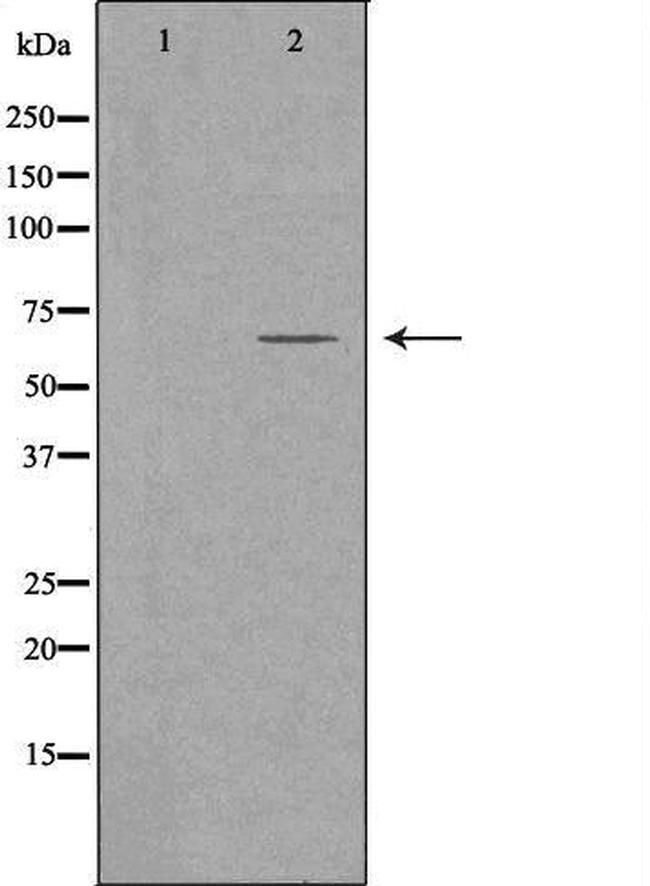 FZD9 Antibody in Western Blot (WB)