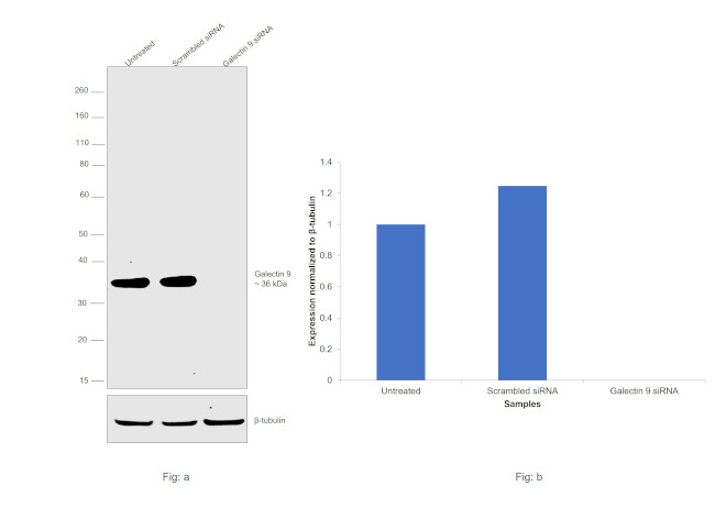 Galectin 9 Antibody