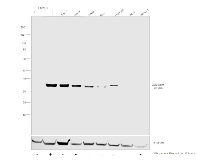 Galectin 9 Antibody