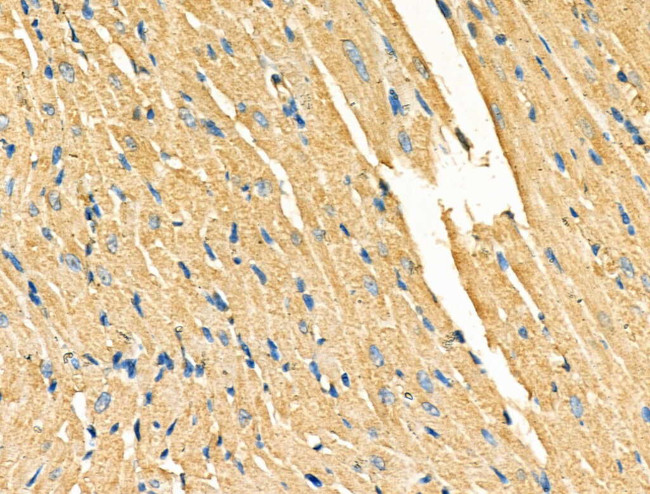 Galectin 9 Antibody in Immunohistochemistry (Paraffin) (IHC (P))