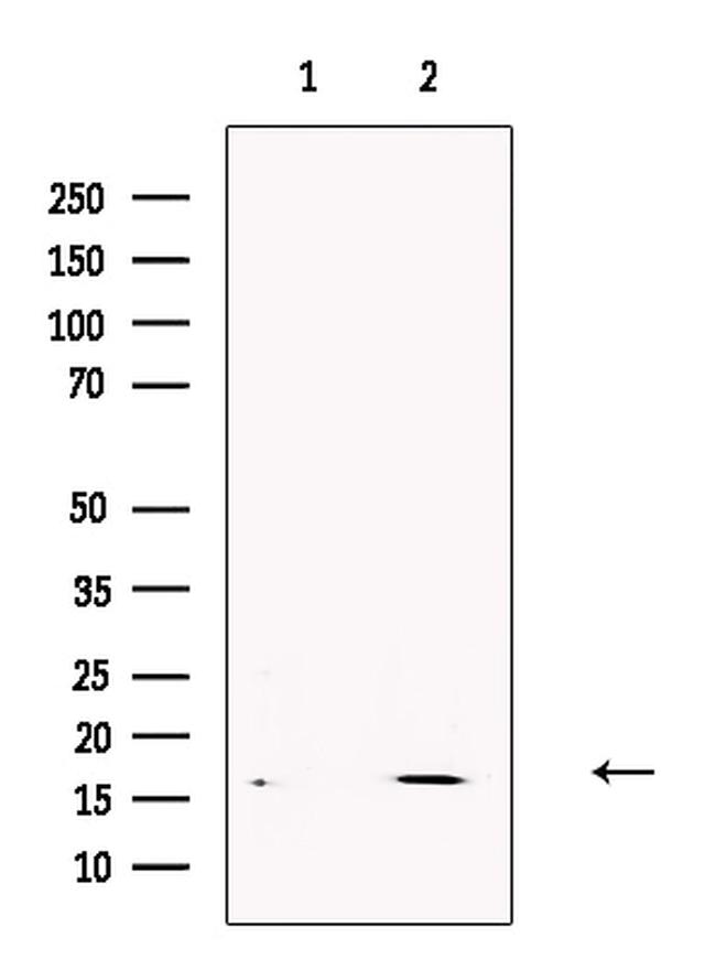 Bombesin Antibody in Western Blot (WB)