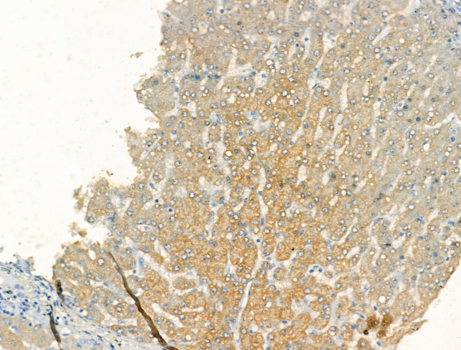 MSTN Antibody in Immunohistochemistry (Paraffin) (IHC (P))