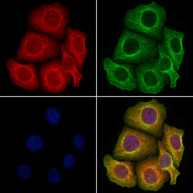 GFR alpha-2 Antibody in Immunocytochemistry (ICC/IF)