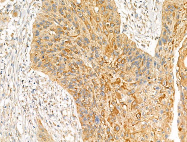 GFR alpha-2 Antibody in Immunohistochemistry (Paraffin) (IHC (P))