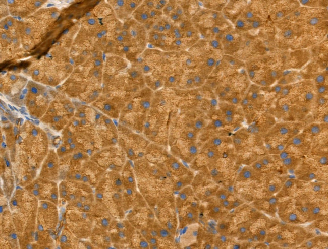 GFR alpha-2 Antibody in Immunohistochemistry (Paraffin) (IHC (P))