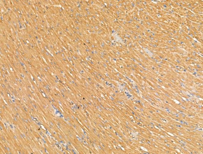 GFR alpha-2 Antibody in Immunohistochemistry (Paraffin) (IHC (P))