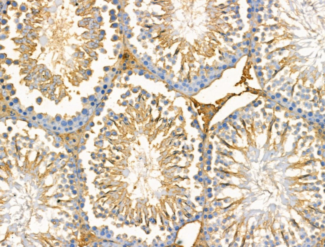 GFR alpha-2 Antibody in Immunohistochemistry (Paraffin) (IHC (P))