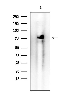 CRG-L2 Antibody in Western Blot (WB)