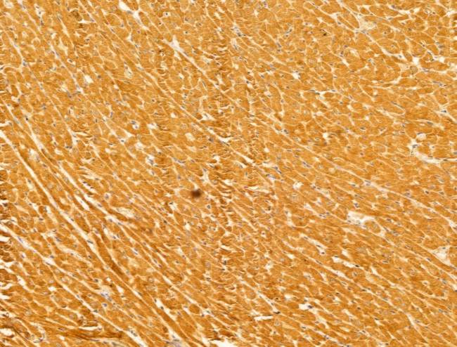 C17orf25 Antibody in Immunohistochemistry (Paraffin) (IHC (P))