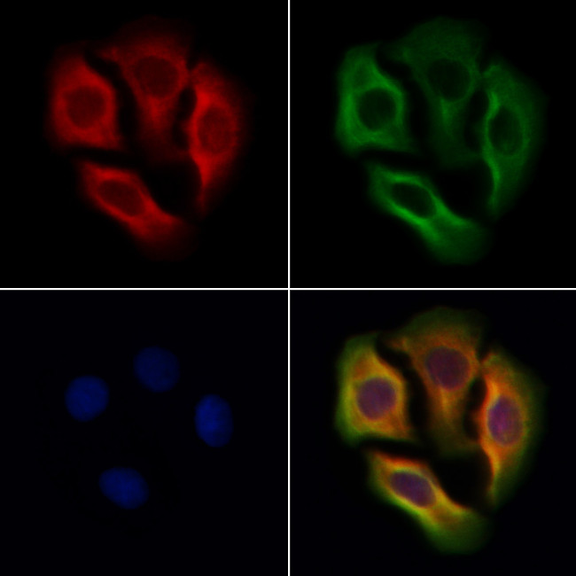 GLRA2 Antibody in Immunocytochemistry (ICC/IF)