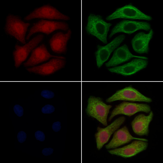 GLRX2 Antibody in Immunocytochemistry (ICC/IF)