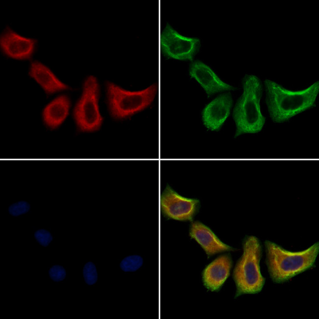 CD235a Antibody in Immunocytochemistry (ICC/IF)