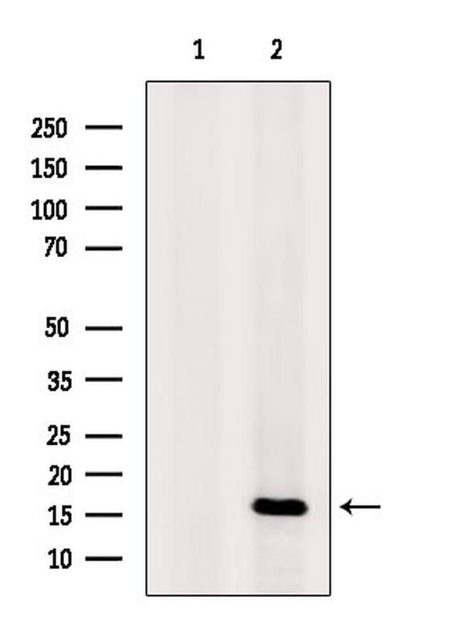 CD235a Antibody in Western Blot (WB)