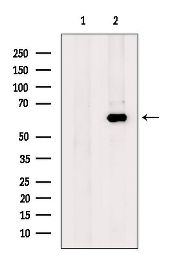Glypican 4 Antibody in Western Blot (WB)