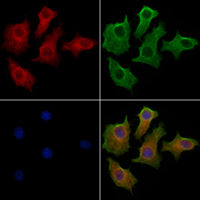 GOLGA3 Antibody in Immunocytochemistry (ICC/IF)