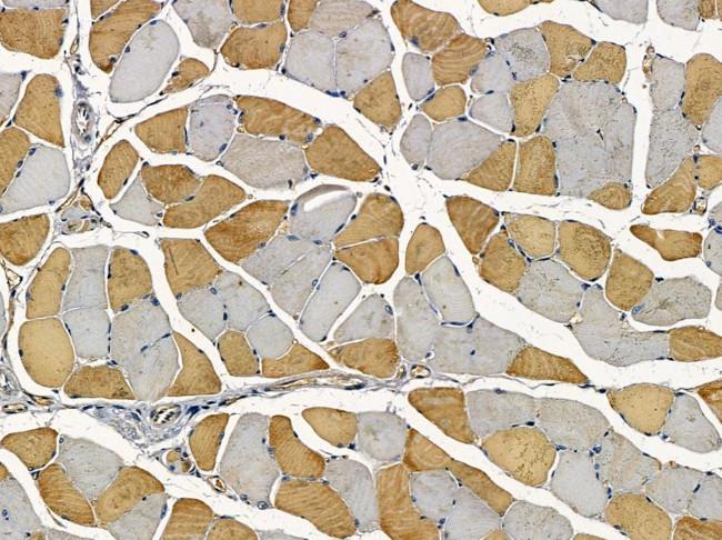 GOLGA3 Antibody in Immunohistochemistry (Paraffin) (IHC (P))