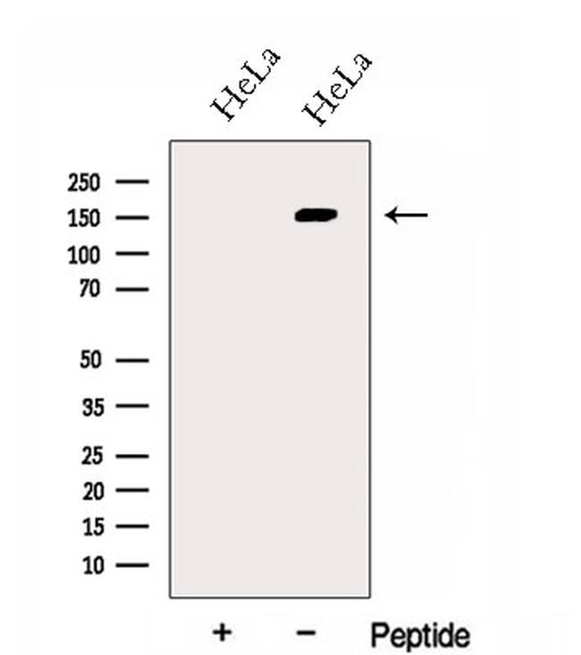 GOLGA3 Antibody in Western Blot (WB)