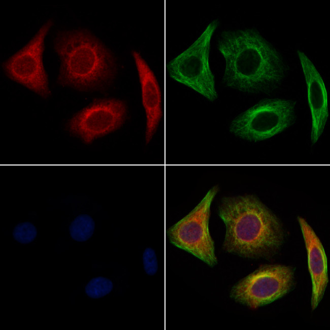 GOLGA1 Antibody in Immunocytochemistry (ICC/IF)