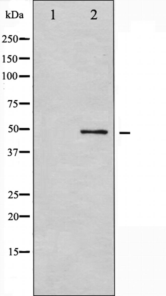 GSK3 alpha Antibody in Western Blot (WB)