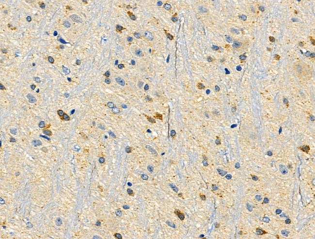 HAPLN1 Antibody in Immunohistochemistry (Paraffin) (IHC (P))